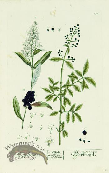 Blackwell German 053